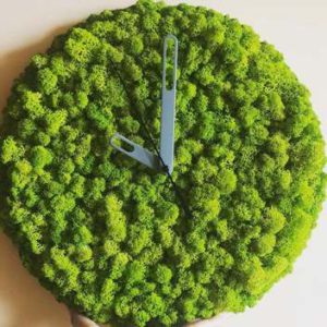 Стабилизированный мох в форме часов